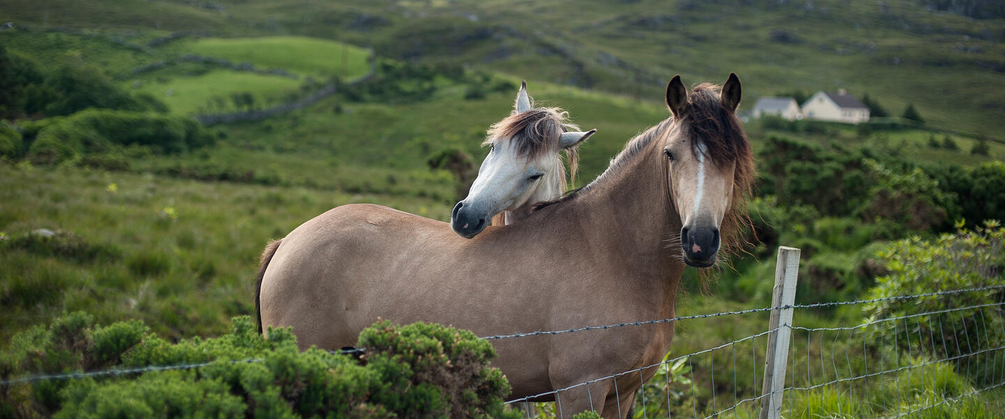 Irlands Norden Irlands Norden