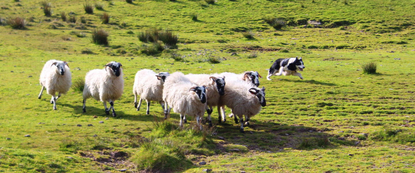 Irlands Norden Irlands Norden