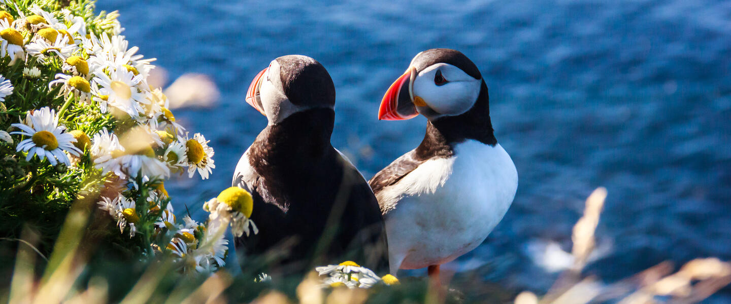 Island ─ Auf der Jagd nach den Nordlichtern Island ─ Auf der Jagd nach den Nordlichtern