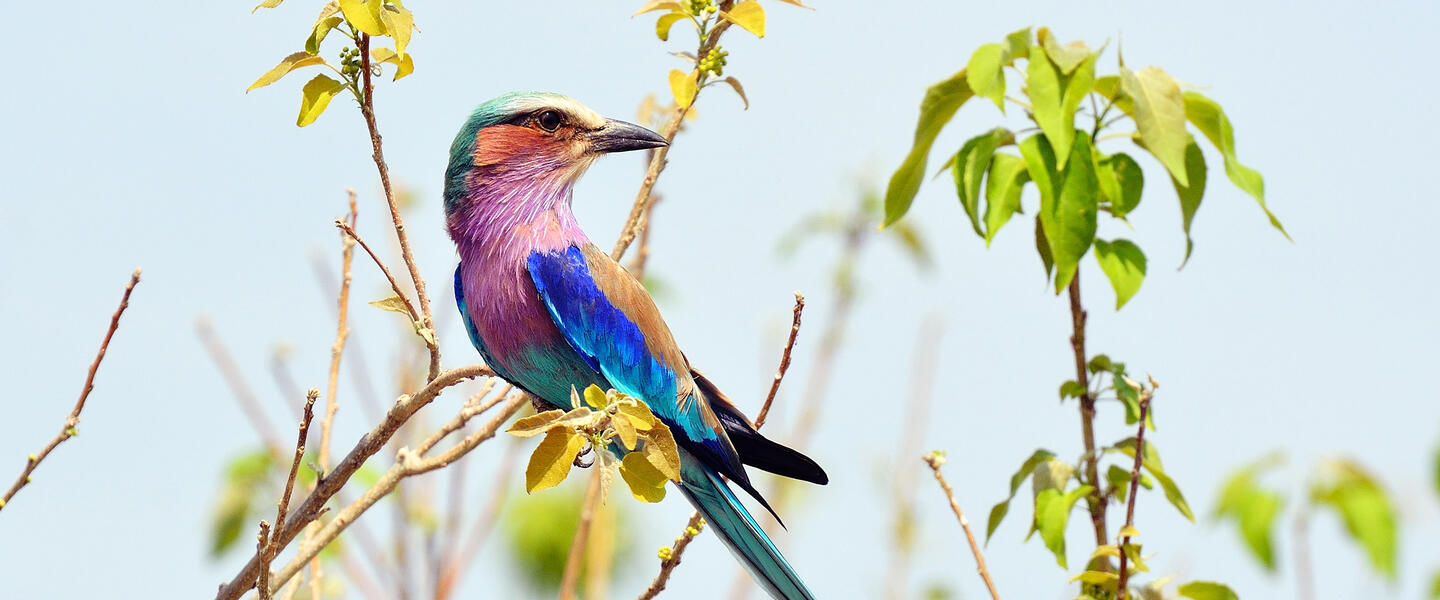 Namibia, Botswana und Simbabwe Namibia, Botswana und Simbabwe