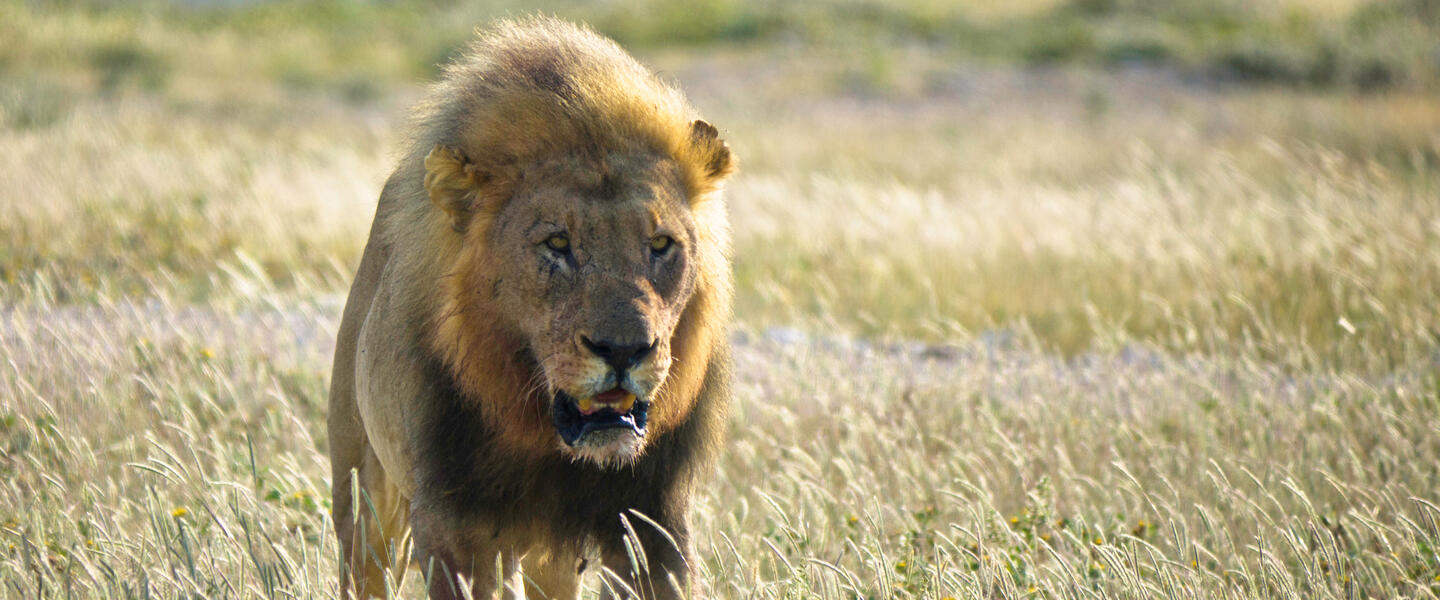 Die Höhepunkte Namibias