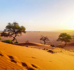 Die Höhepunkte Namibias