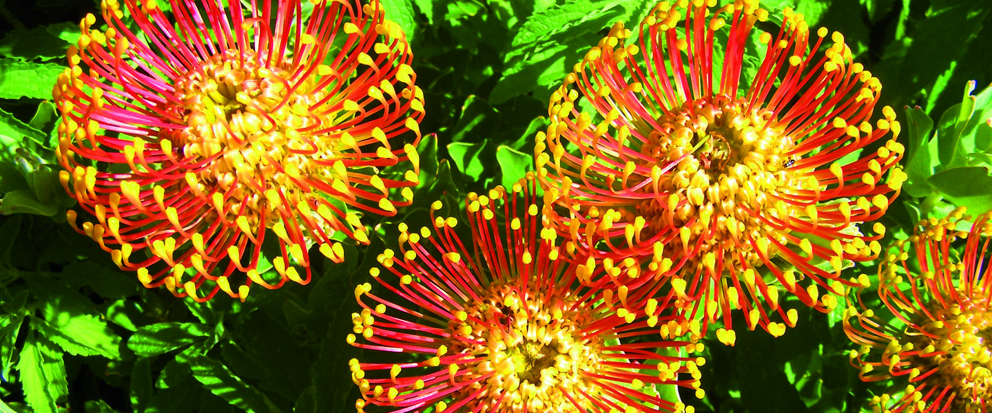 Höhepunkte Südafrikas