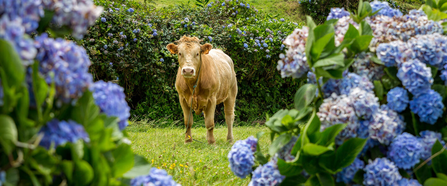 Azoren ─ Vulkaninsel im Atlantik