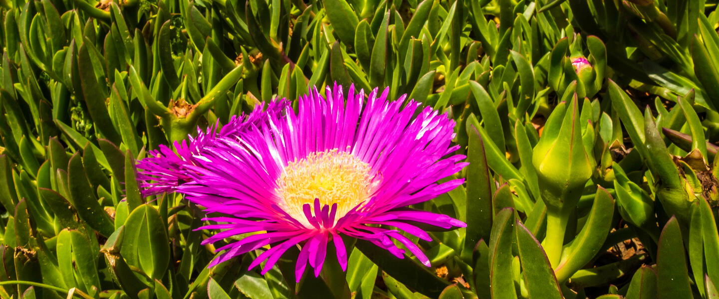 Portugals Algarve Portugals Algarve