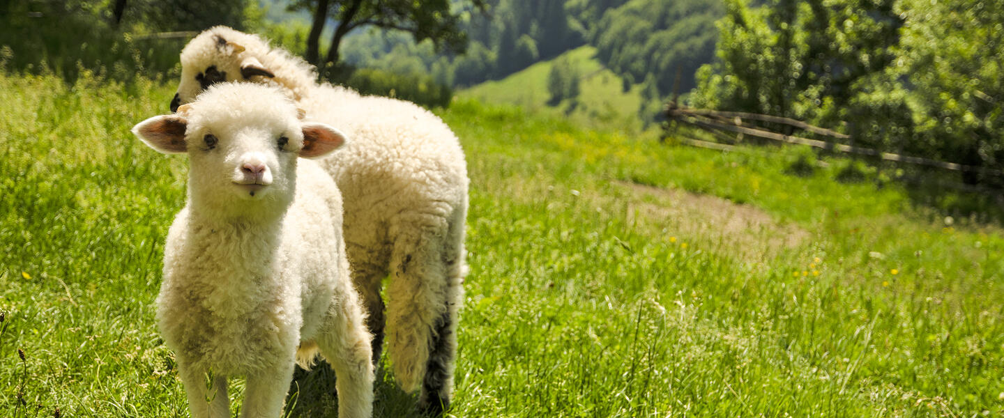 Rumänien - von Siebenbürgen zu den Moldauklöstern